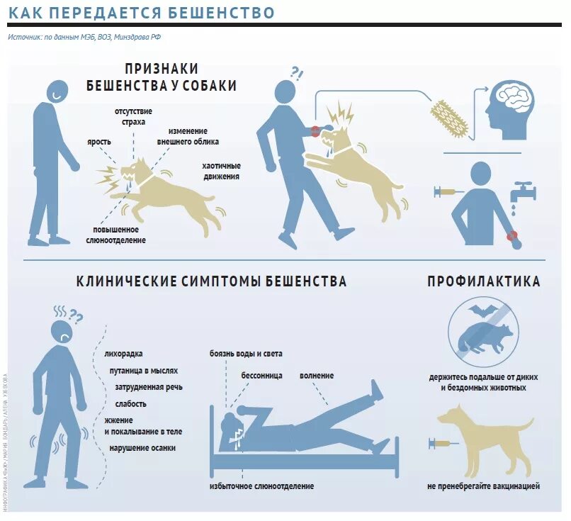 Через сколько дней погибает. Признаки бешенства у человека. Профилактика бешенства у животных памятки.