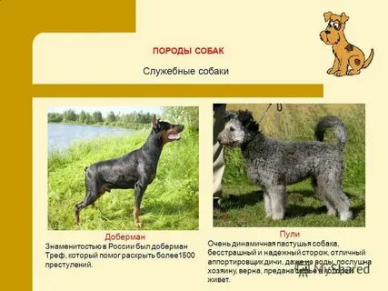 Какие породы собак служебные