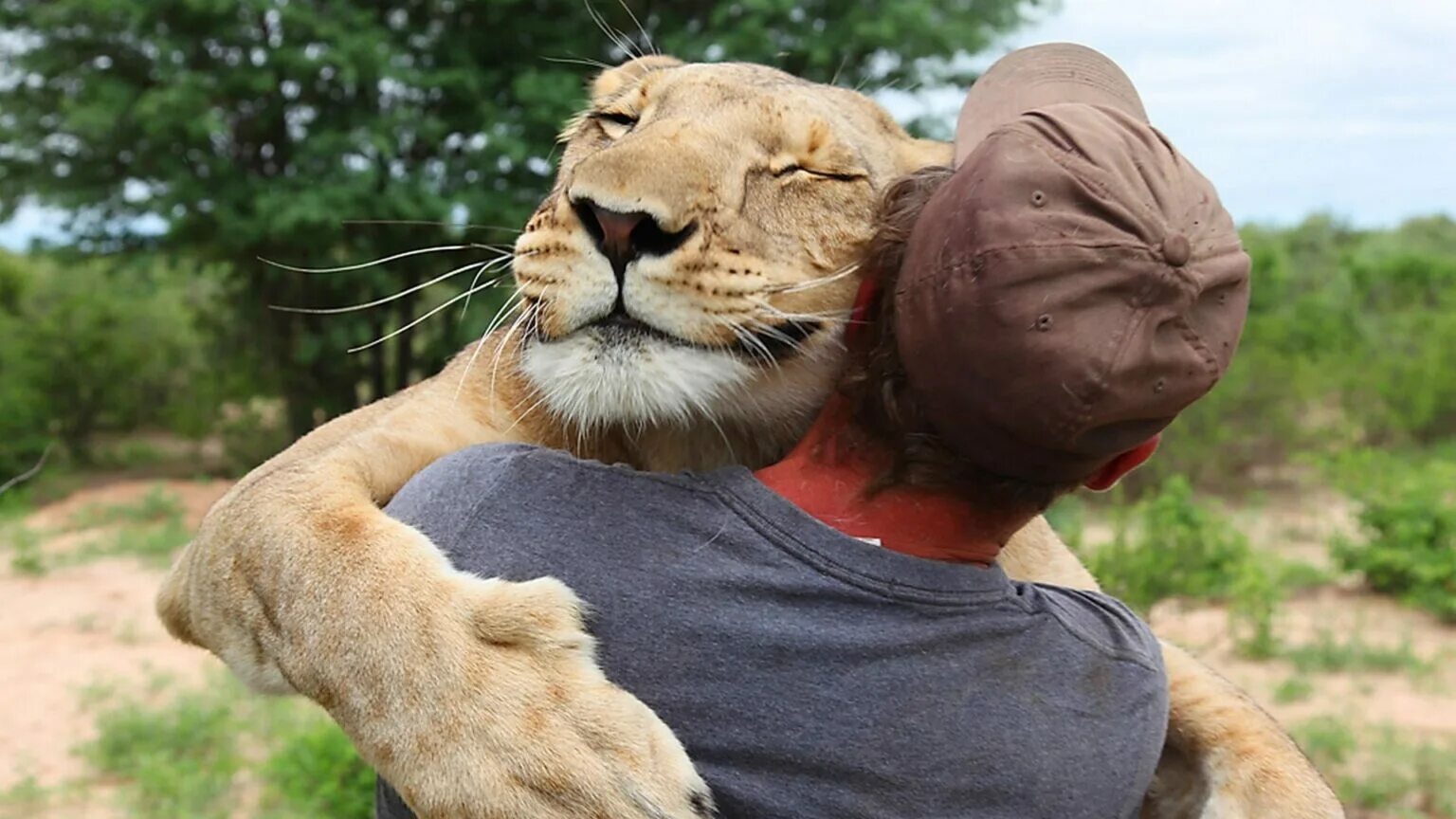 Обнимаю прикол. Объятия животных. Прикольные фото животных. Лев обнимает человека. Смешные картинки с животными.