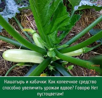 Подкормка кабачков