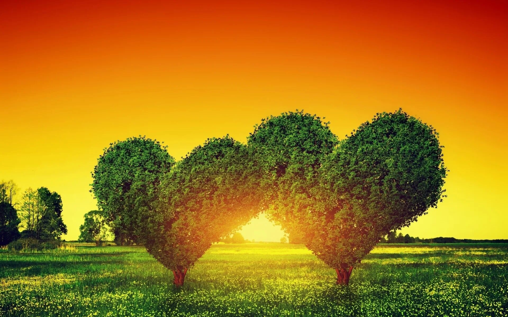 Дерево сердце. Красивое дерево сердце. Природа. Дерево в форме сердца. My new tree