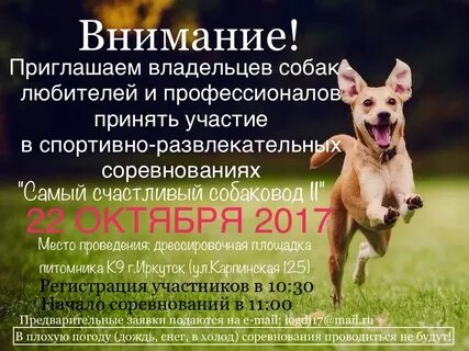 Внимание собаки на хозяина