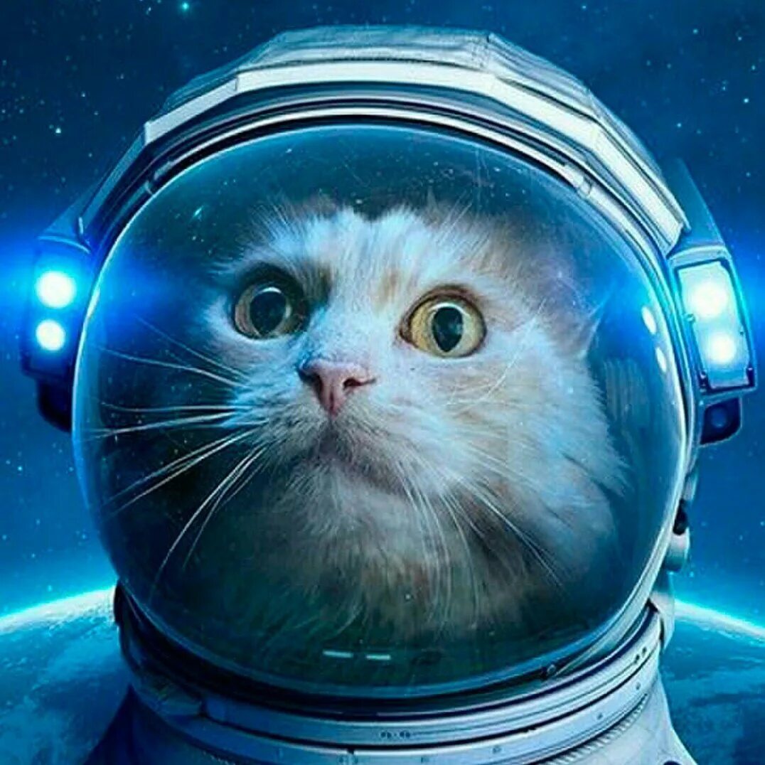 Кот в скафандре старкрафт. Кот космонавт. Космические коты. Коты в скафандрах. 1 кошка в космосе