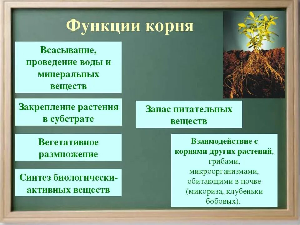 Делает какой корень. Функции корня растений 5 класс биология. Функции корня биология 5 класс. Функции корня биология 6 класс.