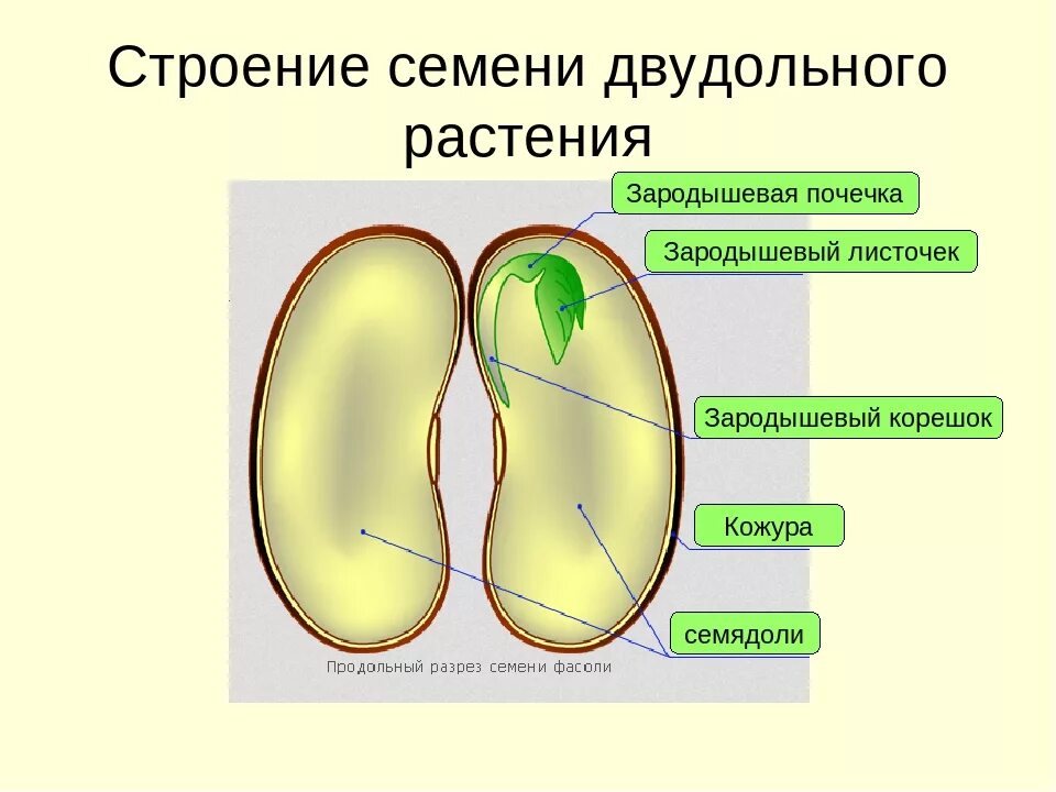 Почечка состоит. Строения семян двудолного растение. Строение семени двудольного растения. Зародыш семени двудольных растений. Структуры семени семядоля двудольного растения.