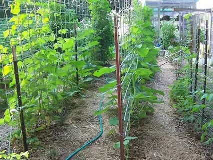 Посадка огурцов в открытый грунт уход