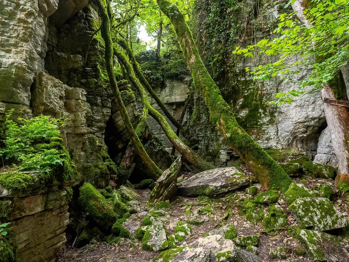 лесное красная поляна. глэмпинг лес сочи. красная поляна лето. отель лес сочи красная поляна. лесное красная поляна.