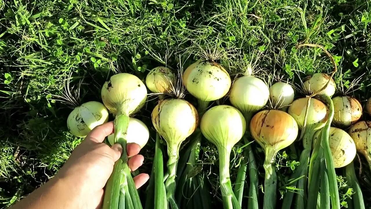Лук озимый акадо. Лук репчатый эксибишен. лук репчатый на грядке. лук в огороде.