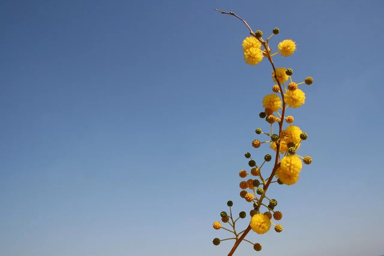 Цветы желтые шарики. Мимоза желтая. Весенние цветы желтые шарики. Сибирская мимоза. Мимоза кустовая.