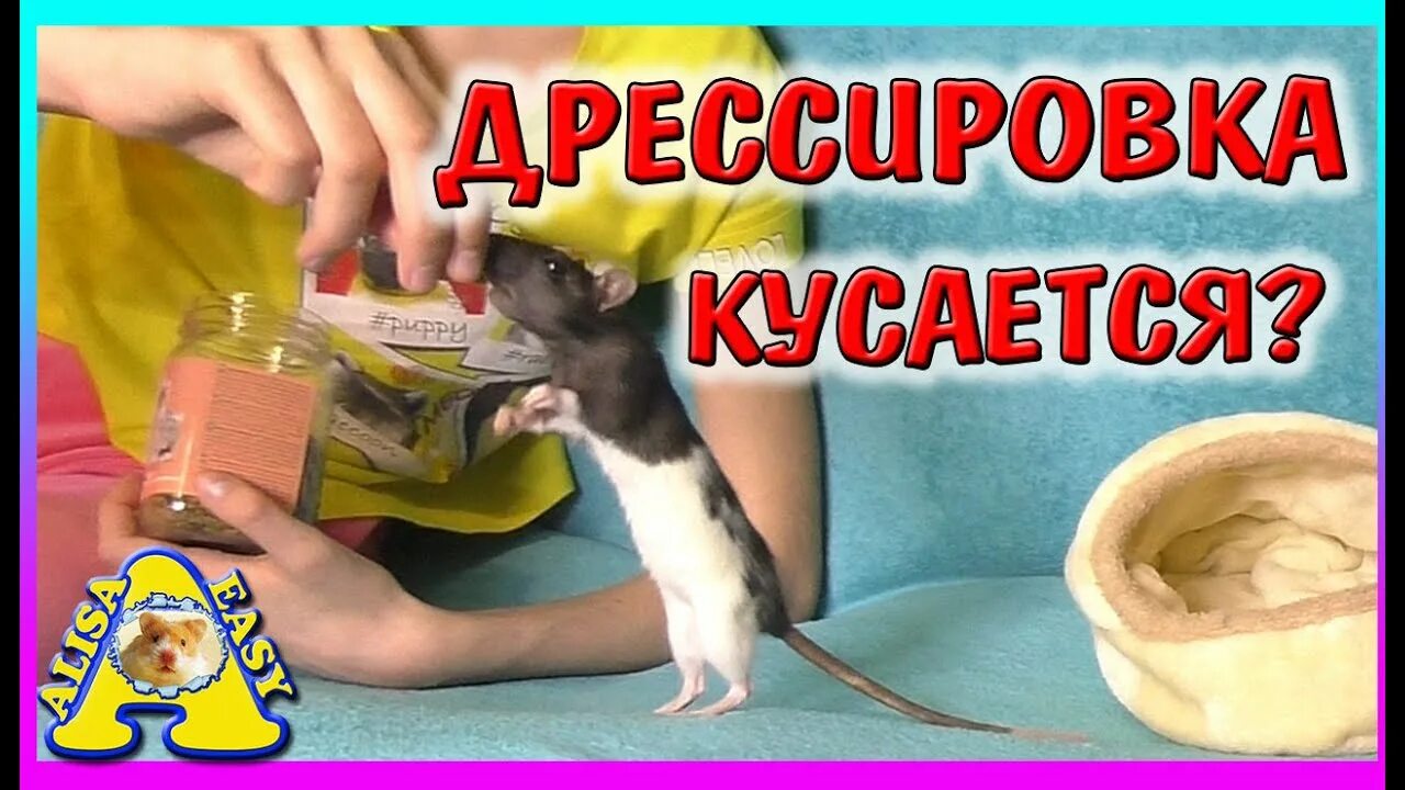 Алиса ИЗИ петс крысы. Дрессированный крыс. Дрессировка крыс Дамбо. Крыса загуляла. Изи петс