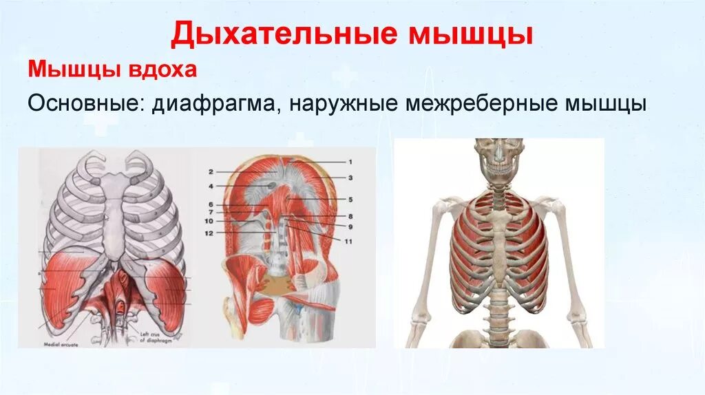 Мышечная система диафрагма