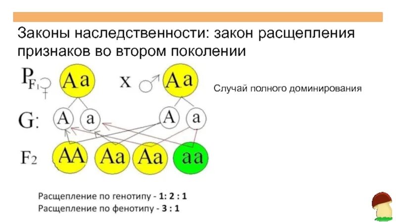 Полное доминирование расщепление по генотипу. Закон расщепления признаков. Законы наследственности. Законы наследственности генетика. Законы наследования биология.