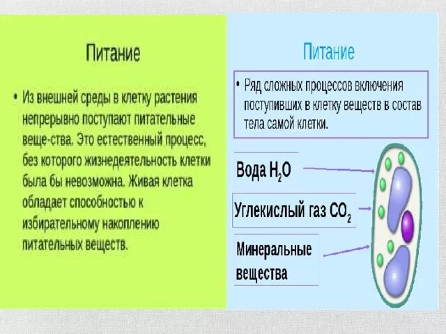 Почему появляются клетки. Жизнедеятельности клетки 5 класс биология процессы дыхания. Питание клетки 5 класс биология. Процессы жизнедеятельности клетки 5 класс деление клетки. Жизнедеятельность клетки 5 класс биология.