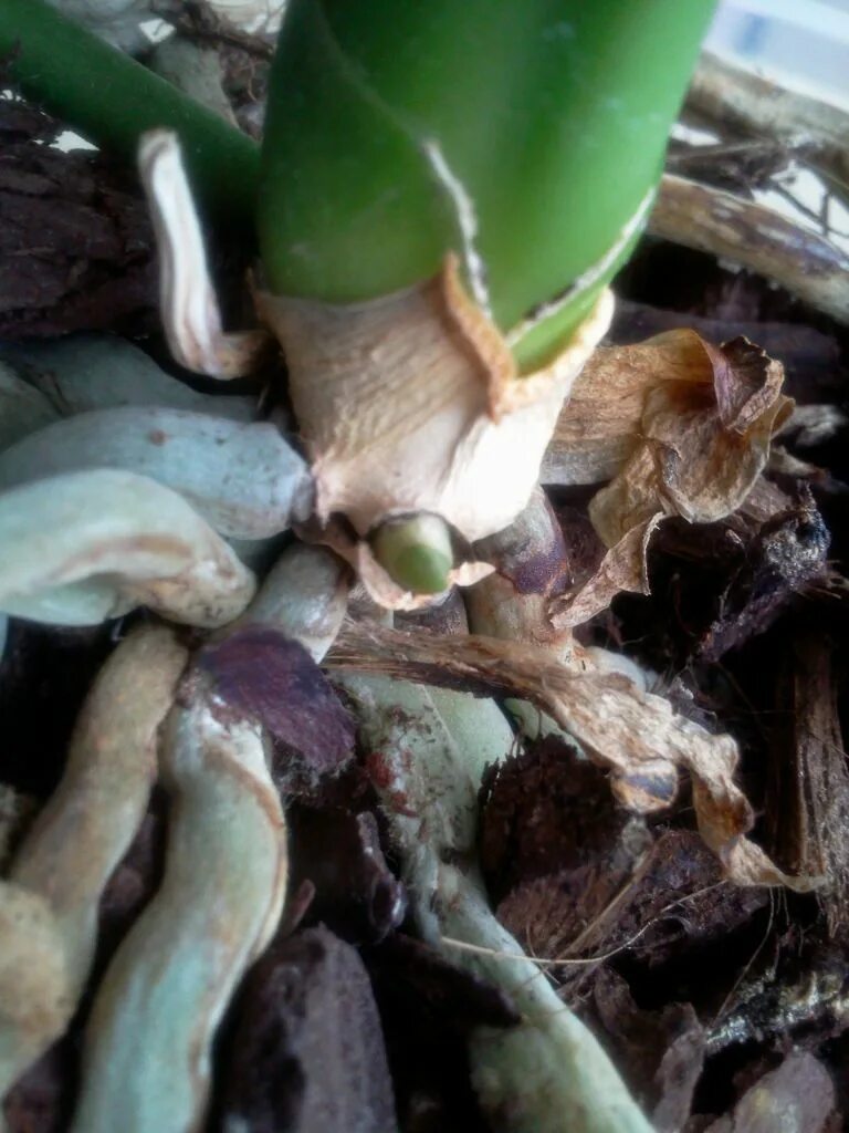 Детка орхидеи на корне