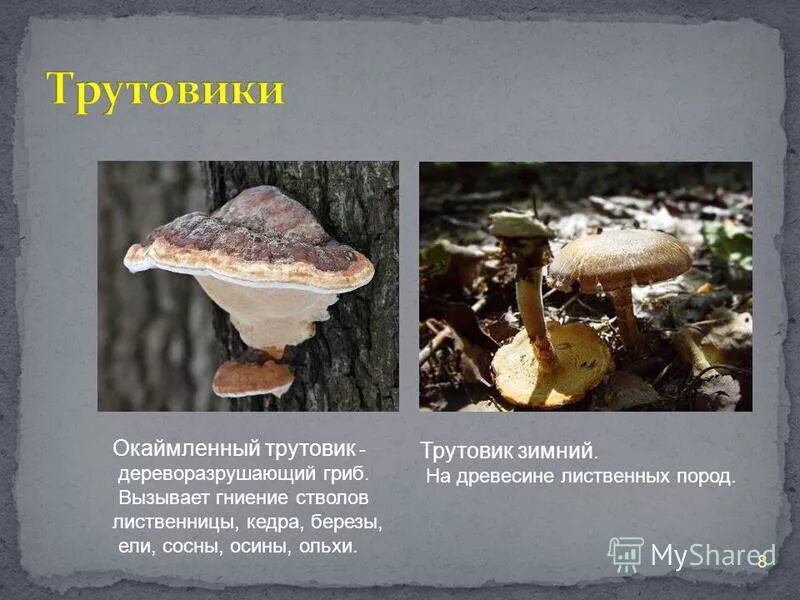 трутовик гриб паразит. трутовики грибы редуценты. трутовик гриб несъедобный. трутовик ложный окаймленный. трутовик симбиоз.