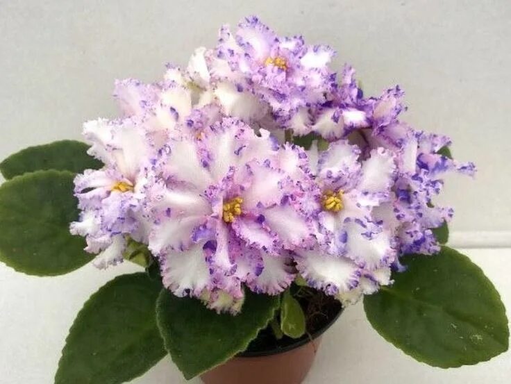 Тф-северное сияние фиалка. Фиалка ватермелон сноу. Сенполия сияние. Фиалка ват пульсар. Фиалка рм морской царь.