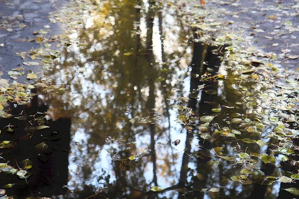 Отражение в луже. День лужа. Красивая лужа. Отражение в воде. Отражение неба в луже.