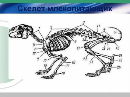 Скелет млекопитающих 7 класс биология рисунок