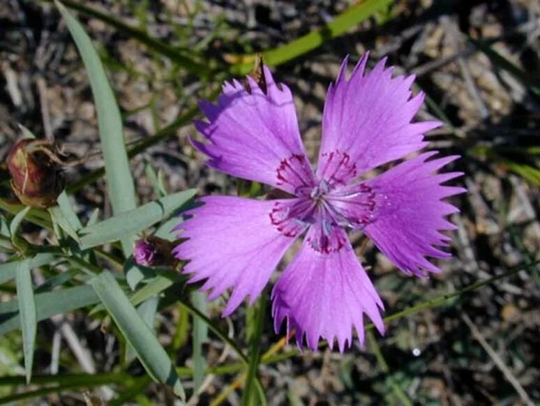 Гвоздика ли. Dianthus versicolor. Гвоздика тонколепестковая. Гвоздика Майнская. Гвоздика Кавказская.