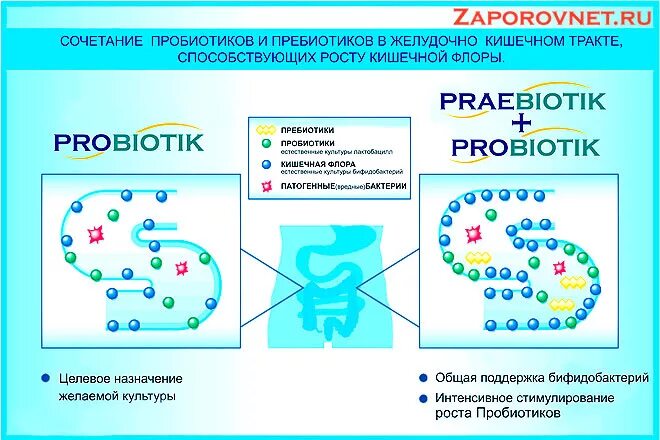 Для чего нужны пребиотики. Пребиотики пробиотики и симбиотики. Разница между пребиотик и пробиотик. Пребиотики от пробиотиков отличия. Пробиотик ииприбиотик.