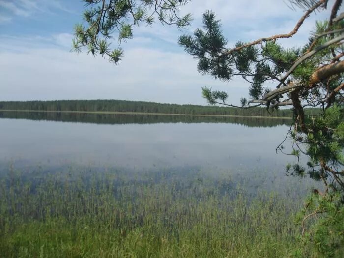 Озеро Кривовка Сосновский район Нижегородская область. Озеро Кривое Мурманская область. Озеро Кривое Челябинская область. Озеро Киркидеево Сосновский район.