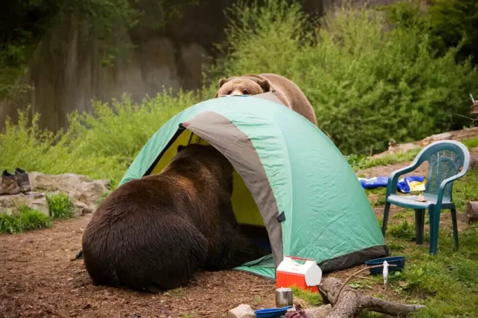 Camping is fun. Поход с палатками. Палатка палатка. Палатка в лесу. Смешная палатка.
