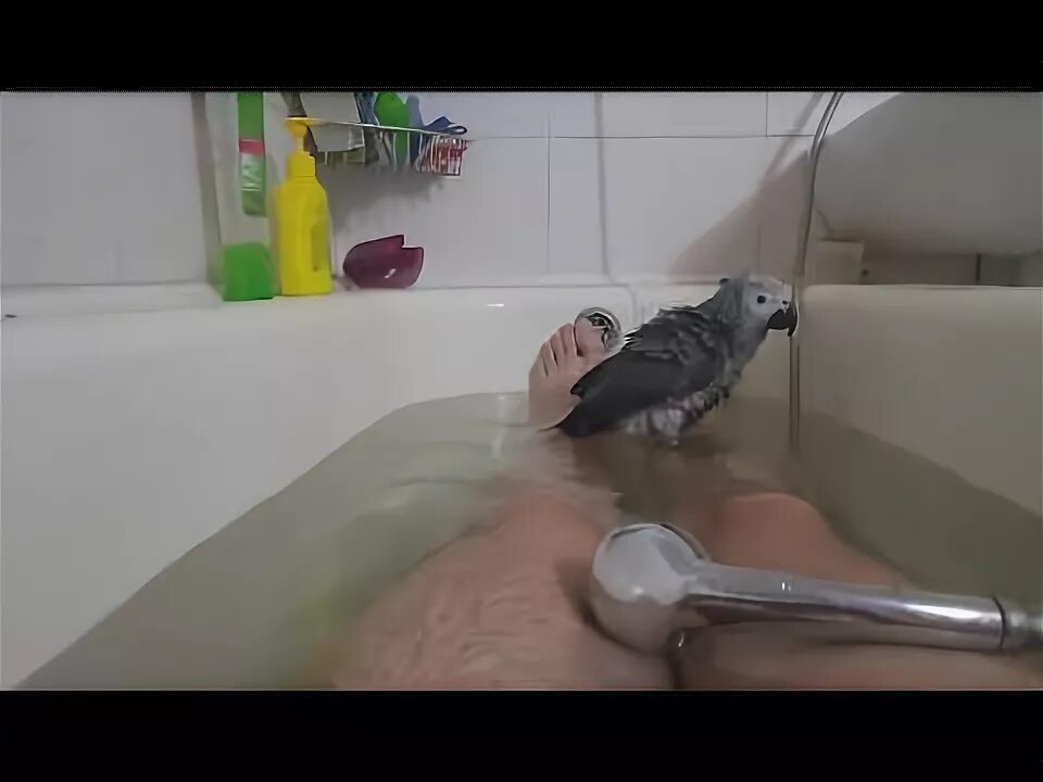 Можно мыть попугаев. Попугай купается. Ванночка для купания попугая. Попугай моется в раковине. Ручные волнистики купаются.