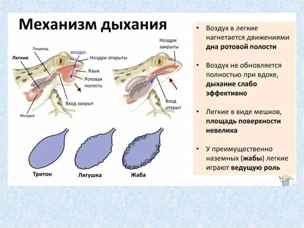 Дыхание лягушки в воде. Земноводные строение дыхательной системы. Строение дыхательной системы земноводных. Строение органов дыхания амфибий. Строение дыхательной системы амфибий.