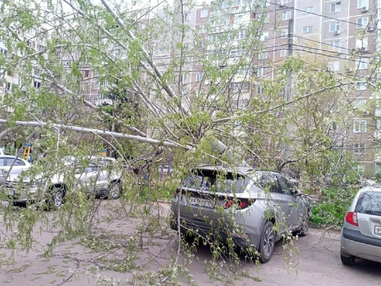 Ветер последствия. Краснодар ураганный ветер. Сильный ветер в Краснодаре. Ураган сносит деревья.