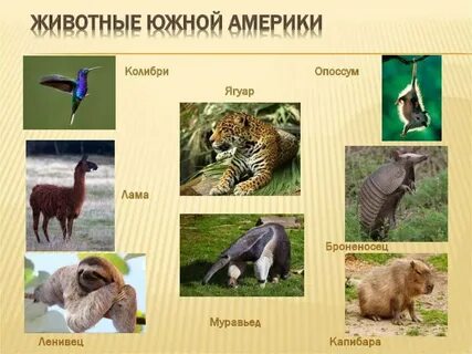 Животные южной америки 2 класс окружающий мир