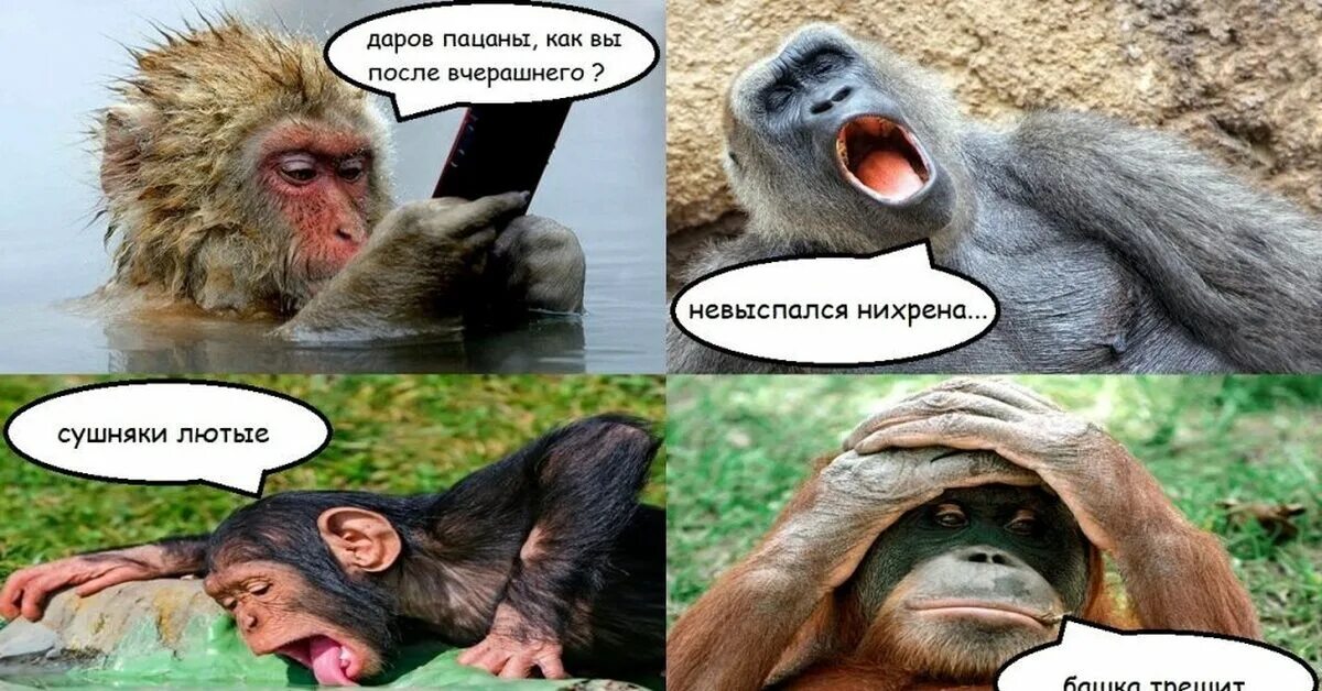 После пройденного. Картинки окей гугл смешные. Как после вчерашнего. Интеллектуальный юмор в картинках. Голова не болит после вчерашнего.