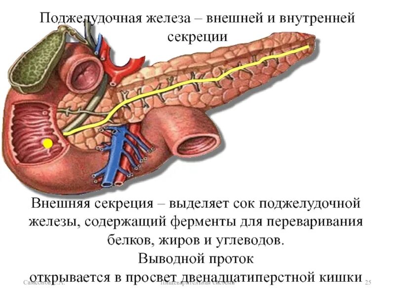 Поджелудочная железа секреция. Поджелудочная железа выделяет панкреатический сок. поджелудочная внешняя секреция. выводная система поджелудочной железы. внешняя секреция поджелудочной железы.