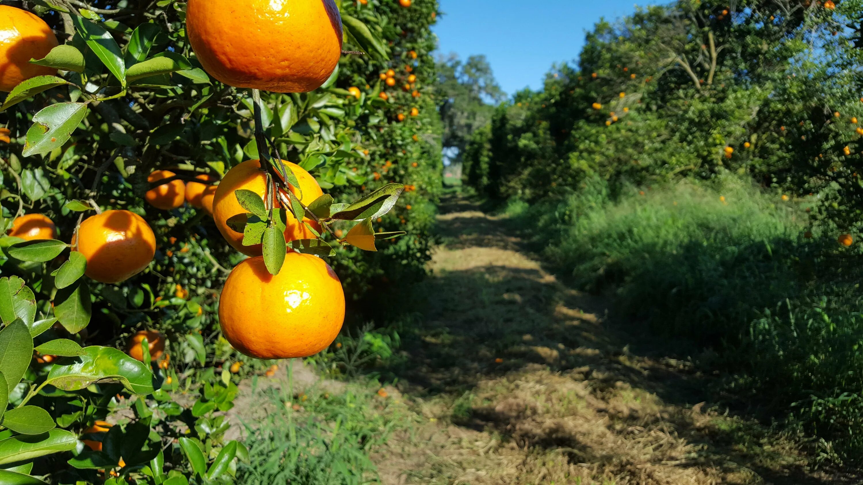 Мандариновая роща в марокко. Апельсиновая плантация сицилия. Апельсиновые плантации. Померанец дерево. Апельсиновая роща.