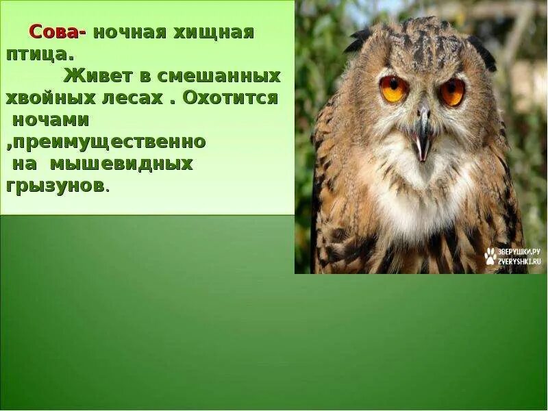 Животные Сибири. - скачать презентацию