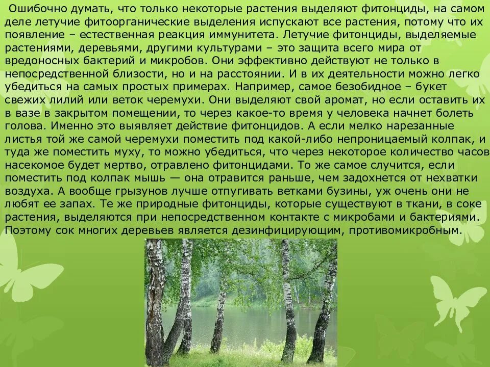 Актуальность темы влияние фитонцидов на сохранность продуктов. Влияние фитонцидов на сохранность продуктов. Фитонциды хвойных. Влияние фитонцидов на сохранность продуктов. Опыт с фитонцидами.