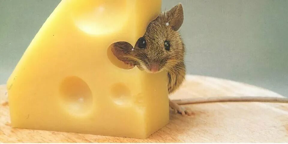 Принял мыши. Крыса и сыр. Мышь с сыром. Мышонок с сыром. Мышка Живая.