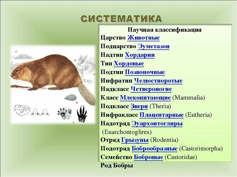 Систематика животных. Системататика животных. Классификация живого. Виды животных классификация. Систематическая группа живых организмов