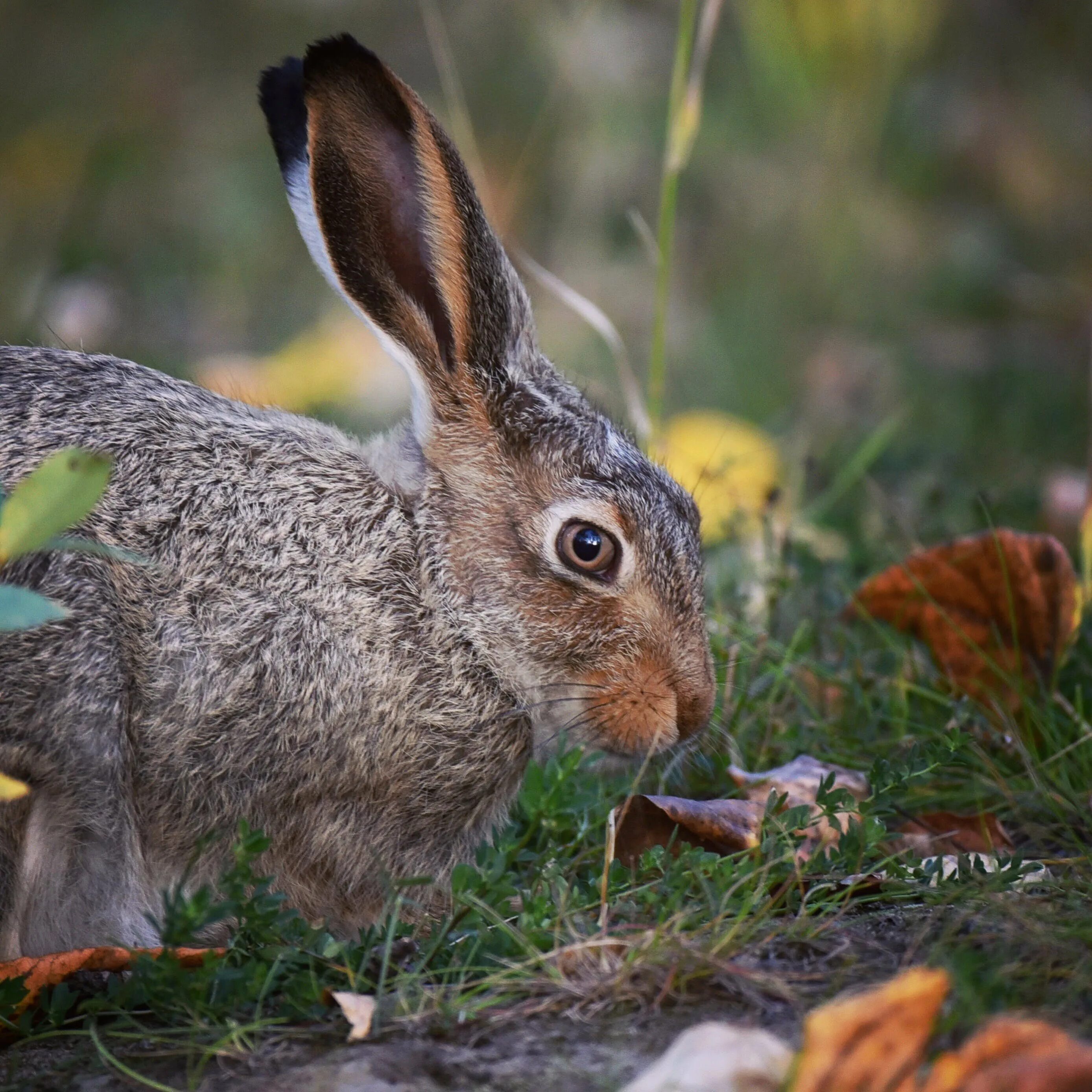 Зайцы животные леса. Кролик в лесу. Заяц русак в тайге. Заяц в лесу. Заяц русак с зайчатами.