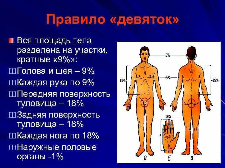 Поверхность туловища по правилу девятки. Пожоговая площадь передней поверхности туловища. Площадь тела. Площадь ожога задней поверхности туловища. Пл тела