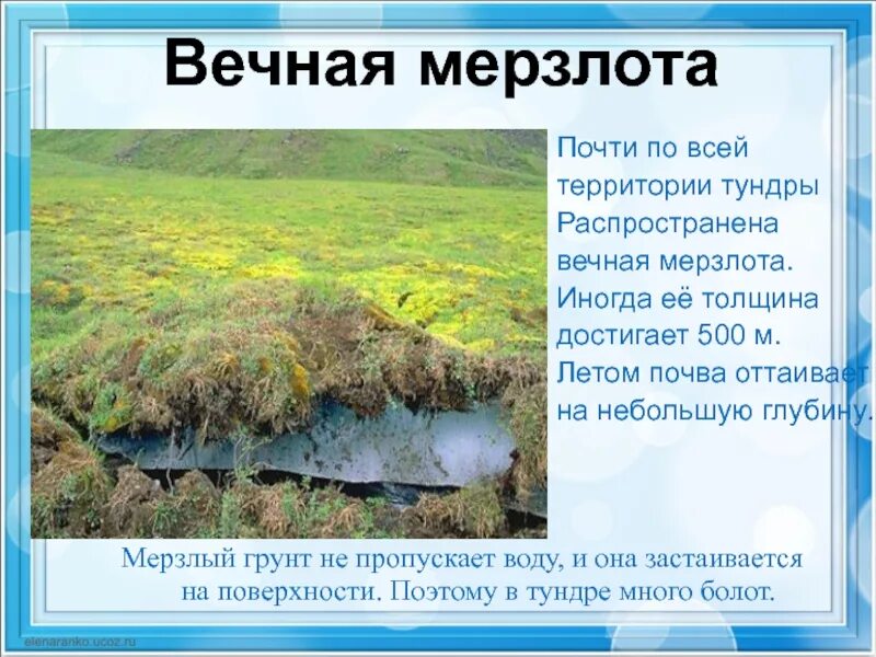 Выберите признаки тундры. Тундра презентация 4 класс. Тундра 4 класс окружающий мир. Презентация по тундре. Проект по окружающему миру про тундру.