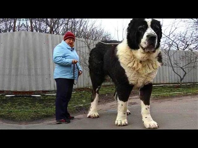 Самого большого алабая в мире. Алабай бульдозер. САО алабай гигант. Алабай собака самый большой. Самая большая собака в мире алабай.