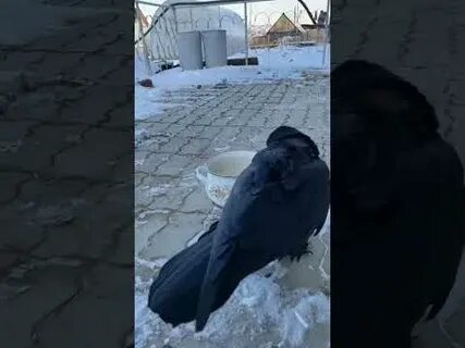По моей комнате гуляют вороны