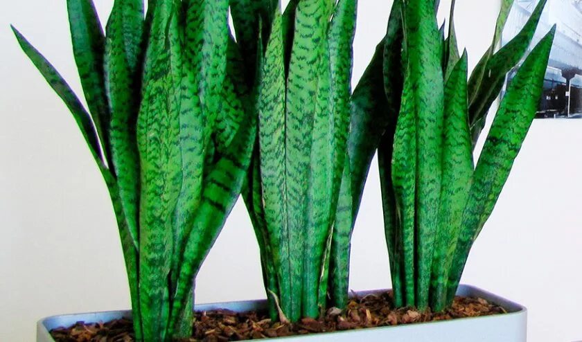Паспорт растения сансевиерия щучий хвост. Сансевиерия суеверия. Сансевиерия боцелленсис sansevieria bocellensis. Ханни сансевиерия суеверия. Щучий хвост цветок цветение.