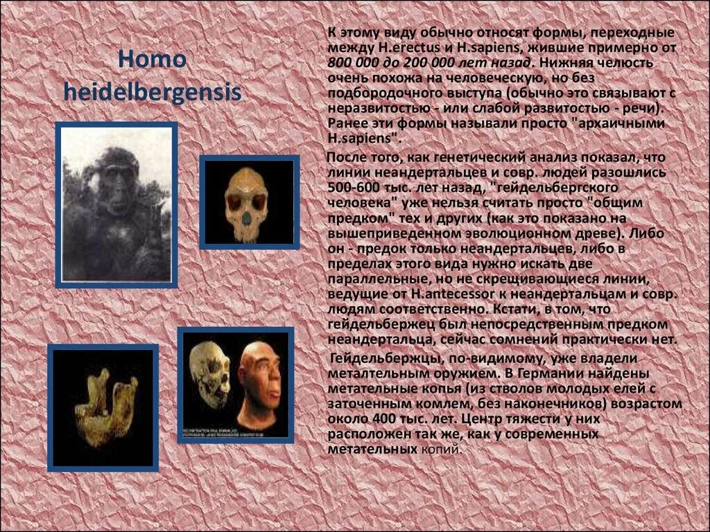 Предки современного человека. Непосредственный предок современного человека -. Прямой предок современного человека. Прямые предки современного человека. Прямой предок человека