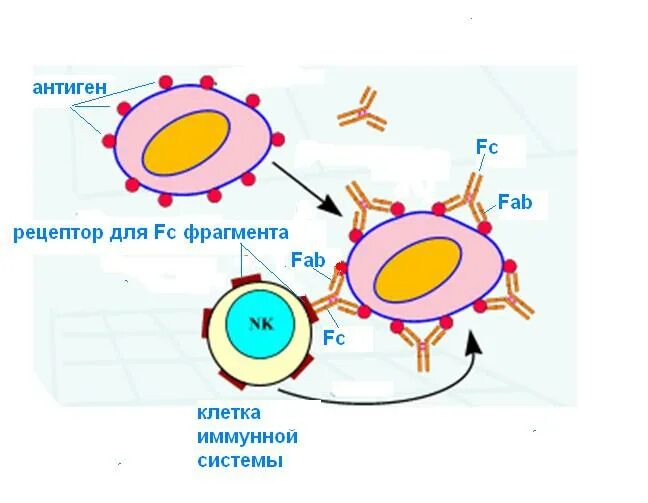 Клеточные антигены. Рецепторы к FC фрагменту. Строение антигена картинка. Свойства антигенов чужеродность. Рецепторы для ФЦ фрагмента антител с itim.