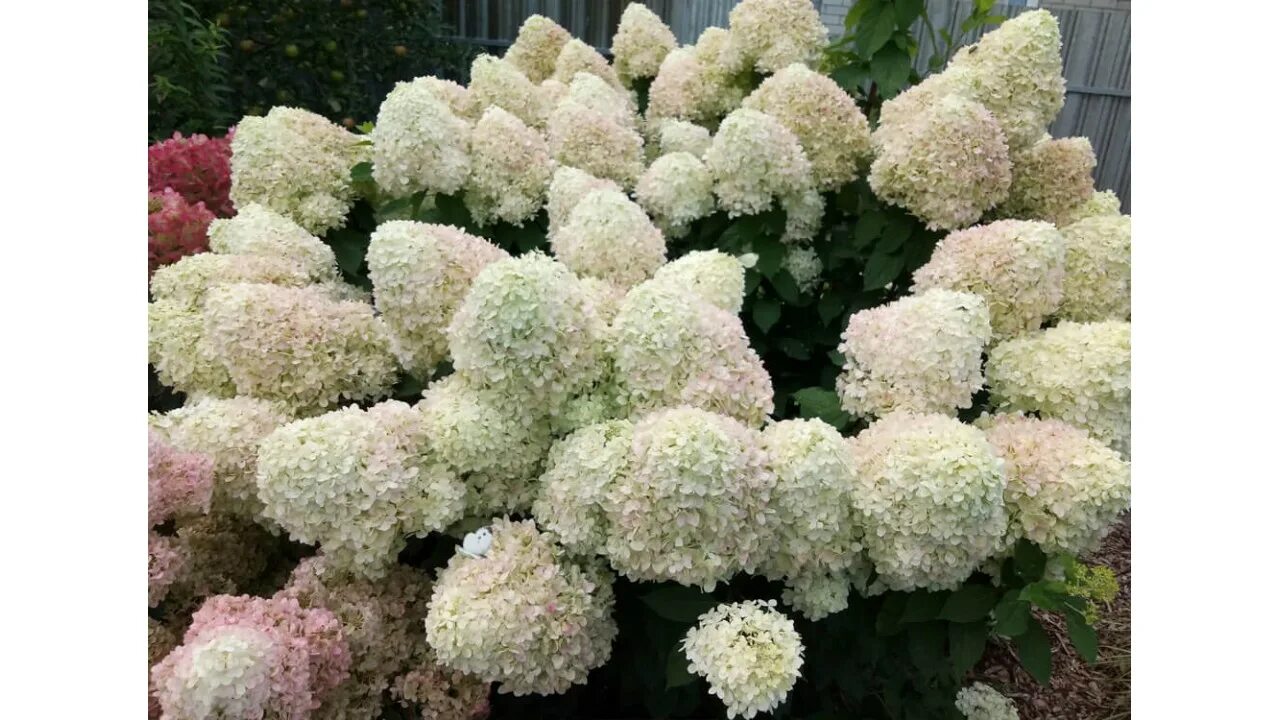 Гортензия метельчатая Ванилла Фрейз (Hydrangea paniculata Vanille Fraise) в Крас