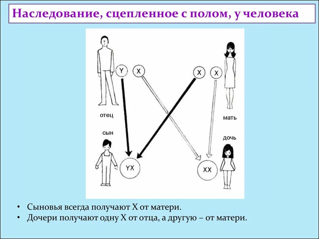 Задача мама папа и сын. Схема наследования пола. Генетическая схема наследования пола человека. Наследование генетика пола наследование:. Сцепленное с полом наследование у человека.