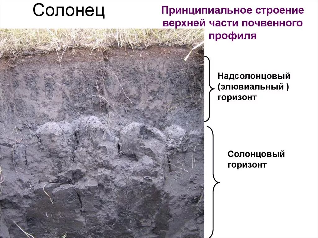 Сильно засоленные почвы россии. Солонцы строение почвенного профиля. Почвенный профиль Солонцы почвы. Солонцовый Горизонт почвы. Солончаки Солонцы и солоди.