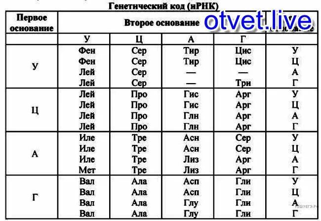 Из днк в ирнк таблица. Принцип Чаргаффа ДНК И РНК. Правило Чаргаффа для ДНК И РНК. Правило Чаргаффа для ДНК. Правило Чаргаффа биология РНК.
