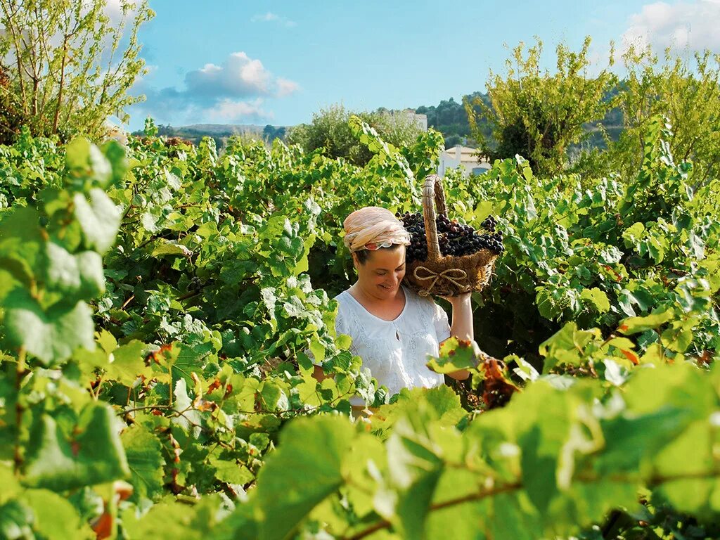 Виноградники крита. Сельское хозяйство греции. Сельскохозяйство греция. Плантации винограда в греции. Винограднике на пелопоннесе.
